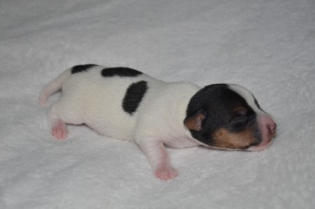 DUKE: "Nach Hunde-Papa LORD kommt jetzt Hunde-Sohnemann DUKE... bald haben wir das Oberhaus...ähh...die Oberhand...ähh...Oberpfote!!!"